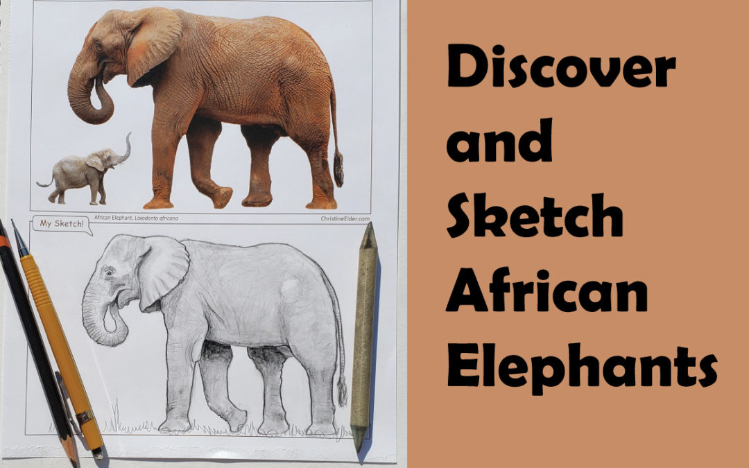 Sketch an Elephant!