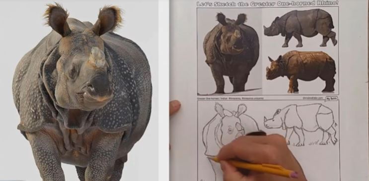 rhinoceros 5 drawings