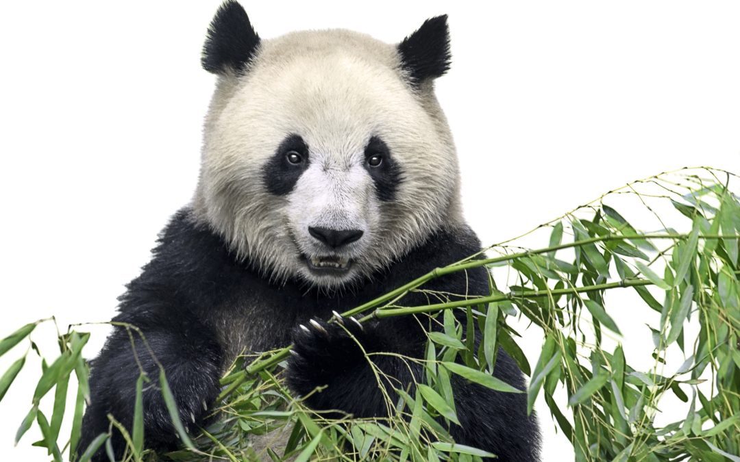 Giant Pandas and Bamboo