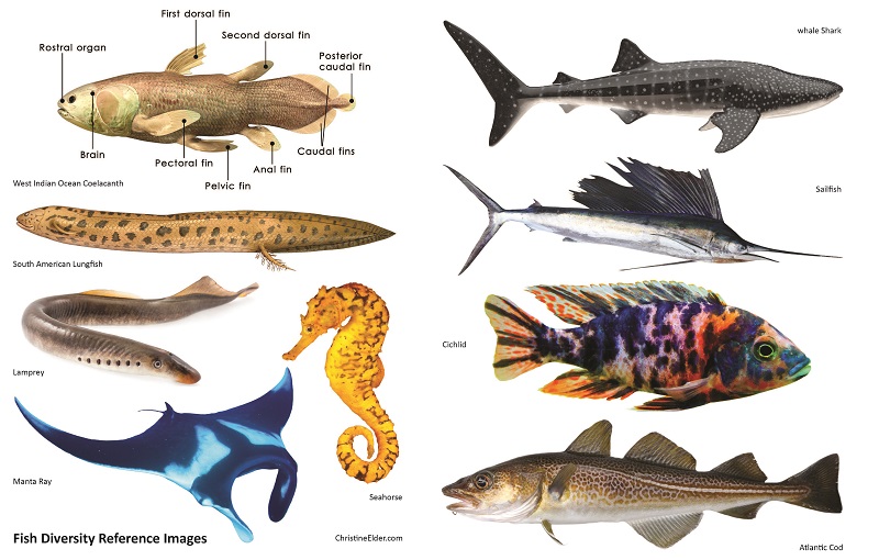 Fish Reference Photos