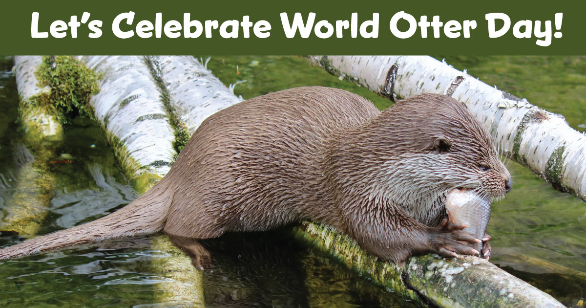 Otter Day