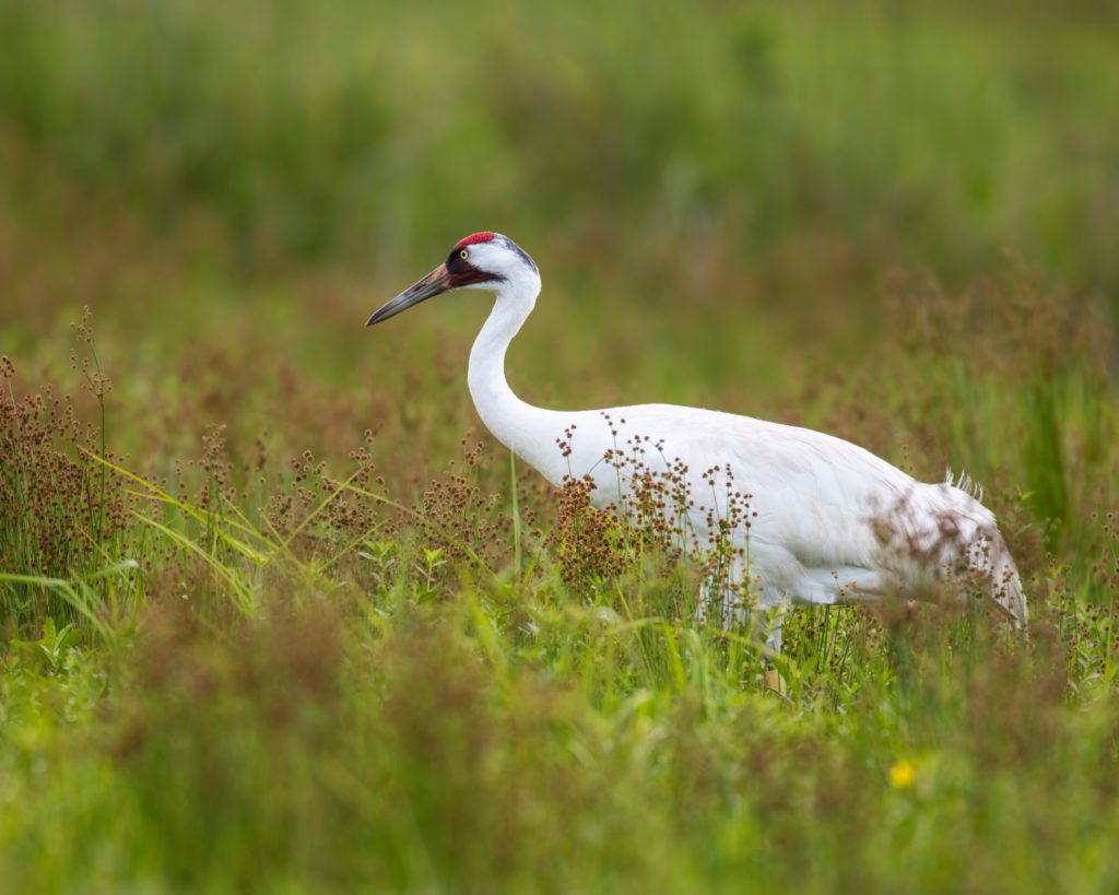 Whooping Crane