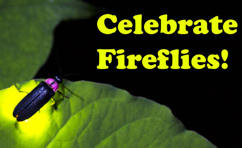 World Firefly Day