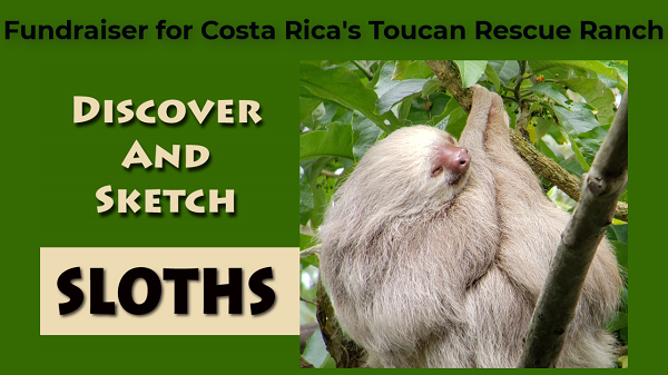 Discover and Sketch Sloths