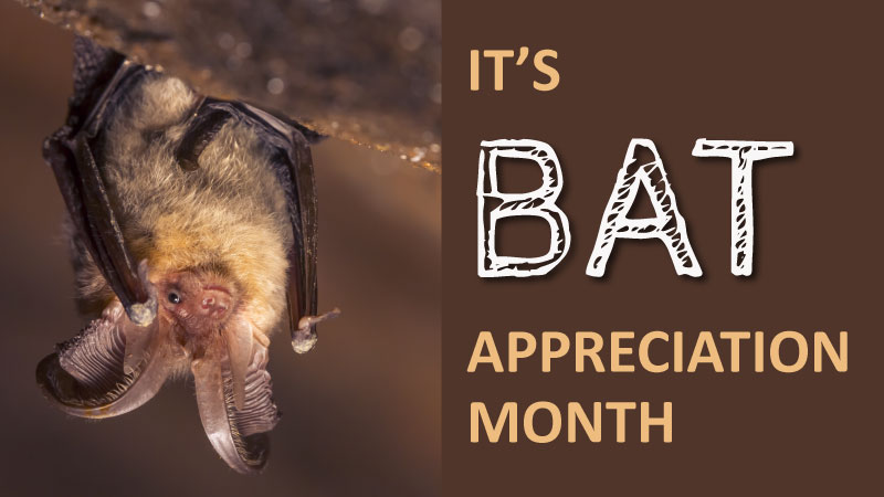 Bat Month!