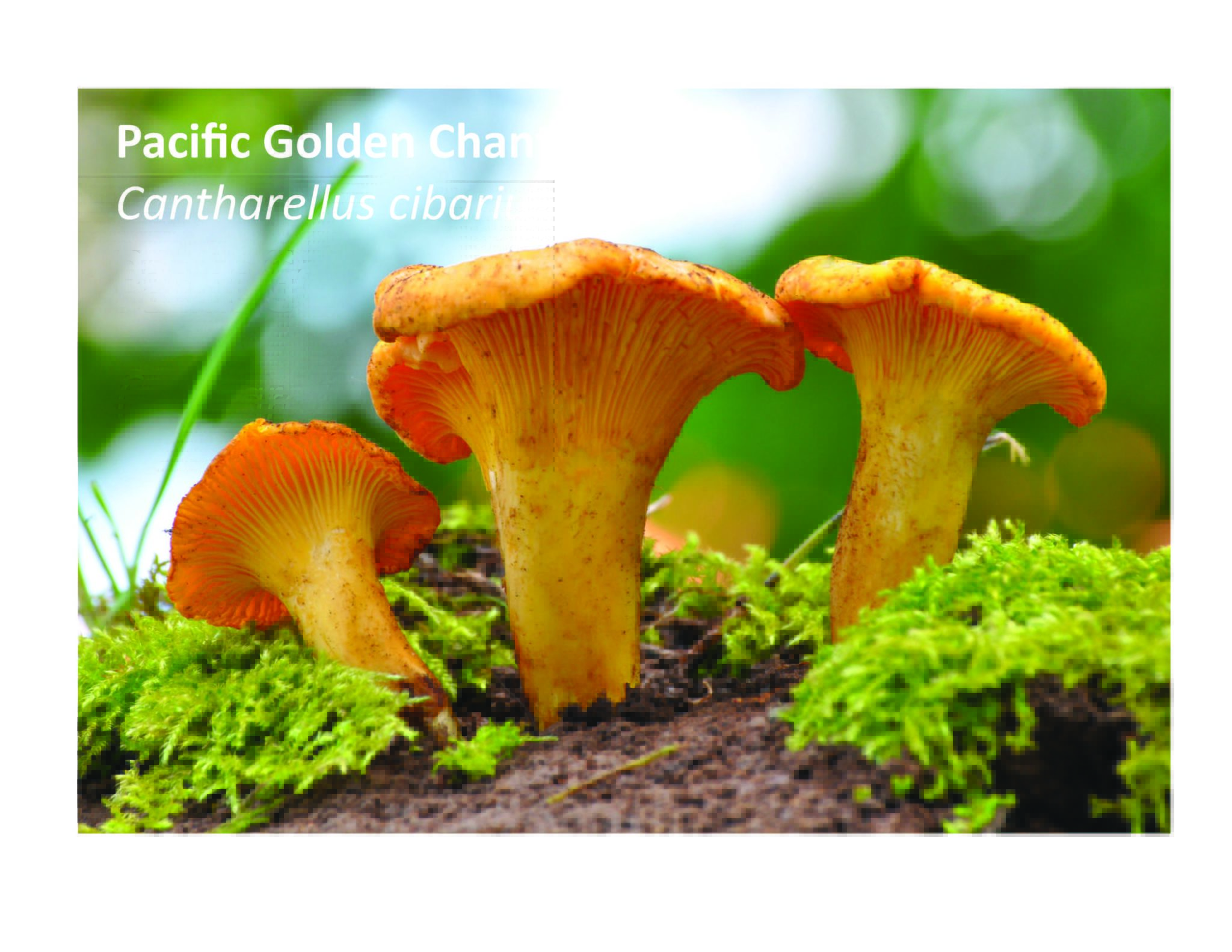 Pacific Northwest Mushrooms Christine Elder