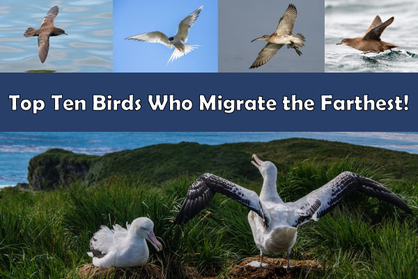 Top Ten Avian Migrants
