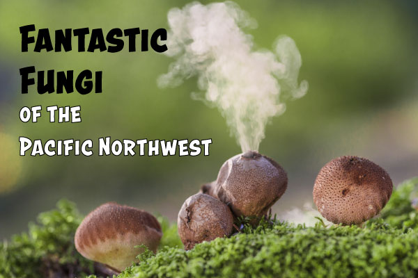 Pacific Northwest Mushrooms