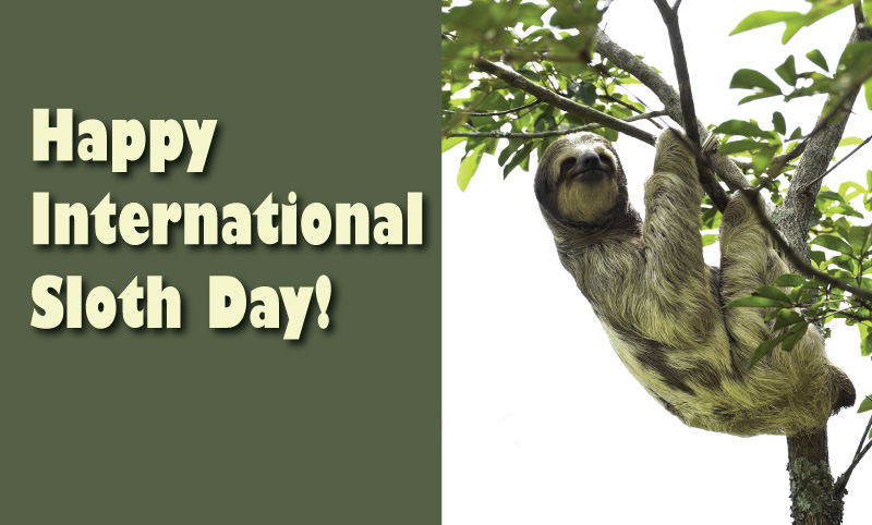 Celebrate Sloths!