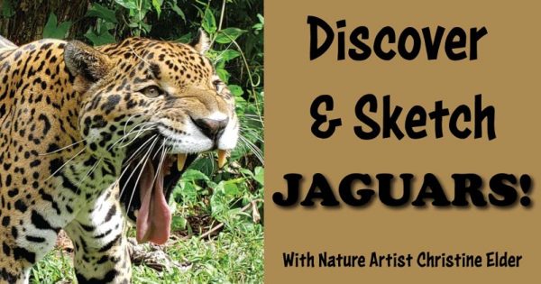 Celebrate Jaguars!