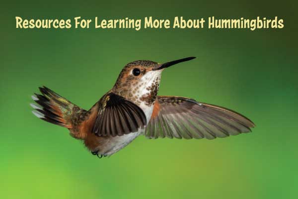 Hummingbird Presentation and Resources