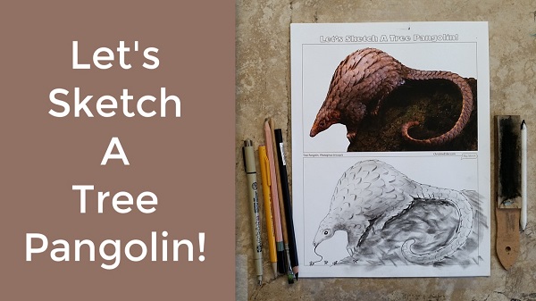 Let’s Draw a White-bellied Pangolin