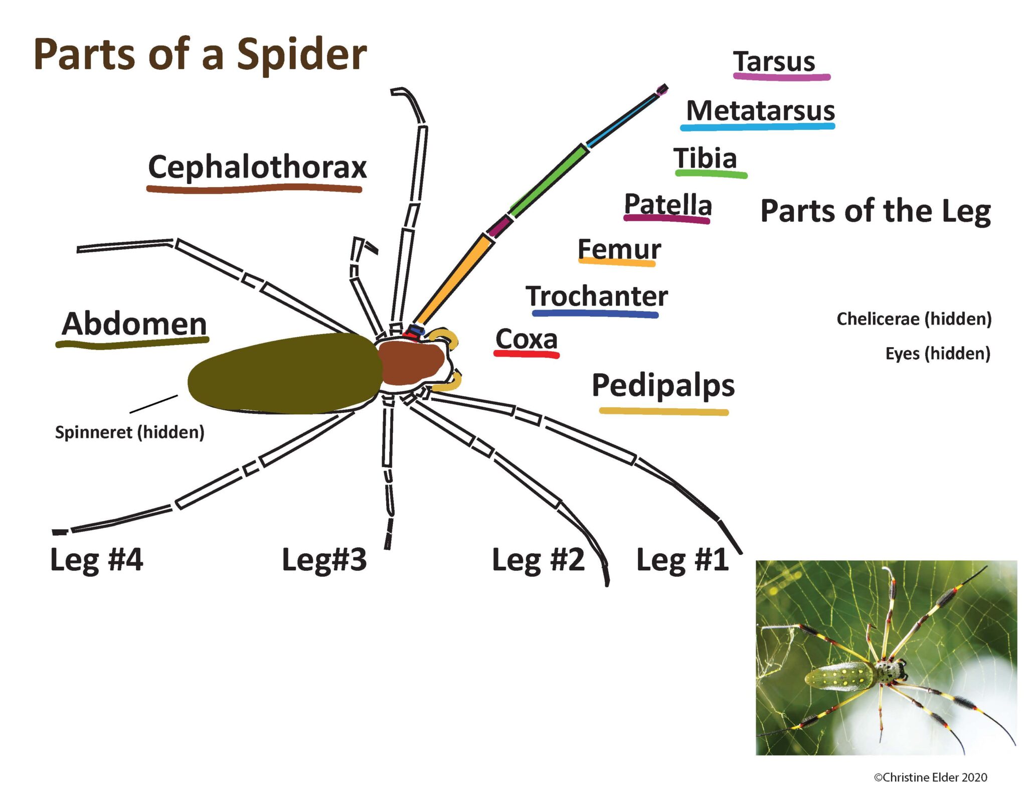 discover-spiders-christine-elder