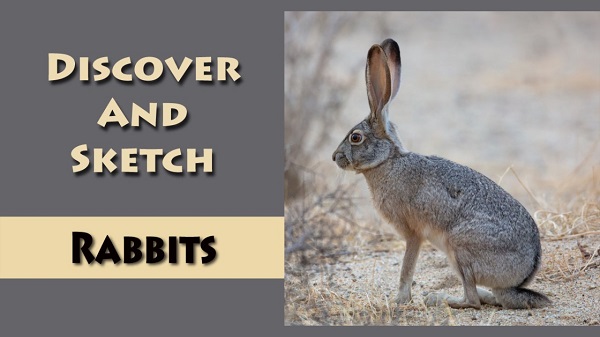 Discover and Sketch Rabbits