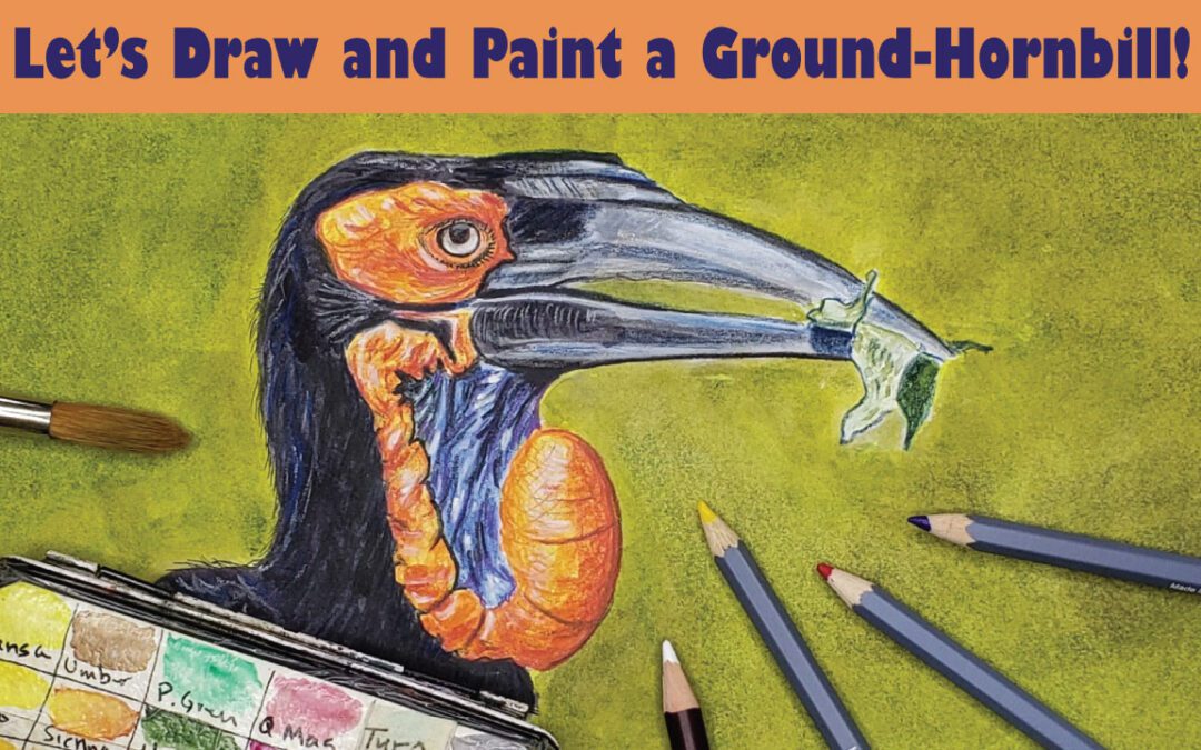 Paint a Hornbill!