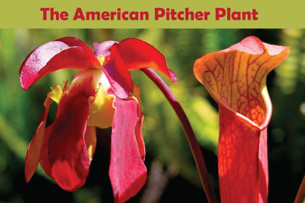 American Pitcher Plants