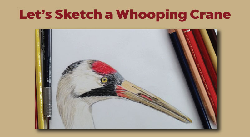 Whooping Cranes