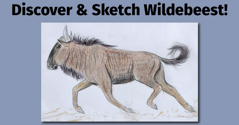 Let’s Sketch African Ungulates