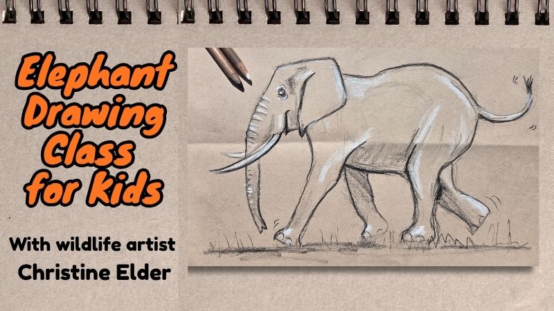 Sketching African Elephants!