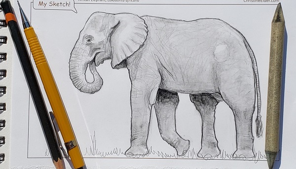 Sketching African Elephants!