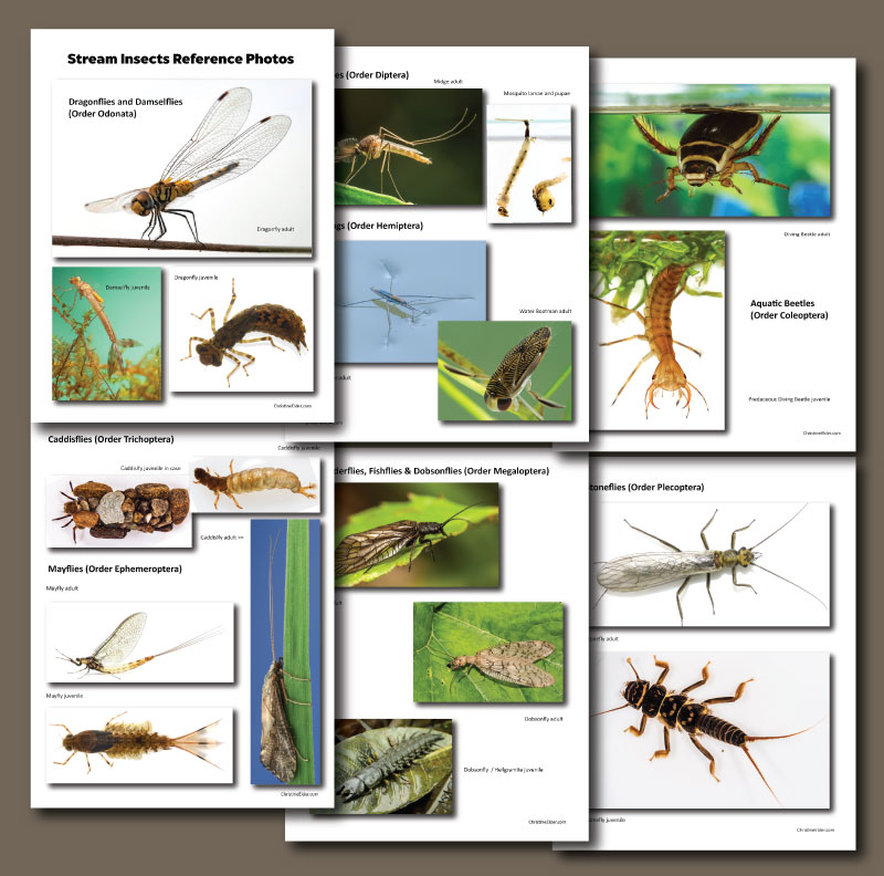 an illustrated guide to the mountain stream insects free download