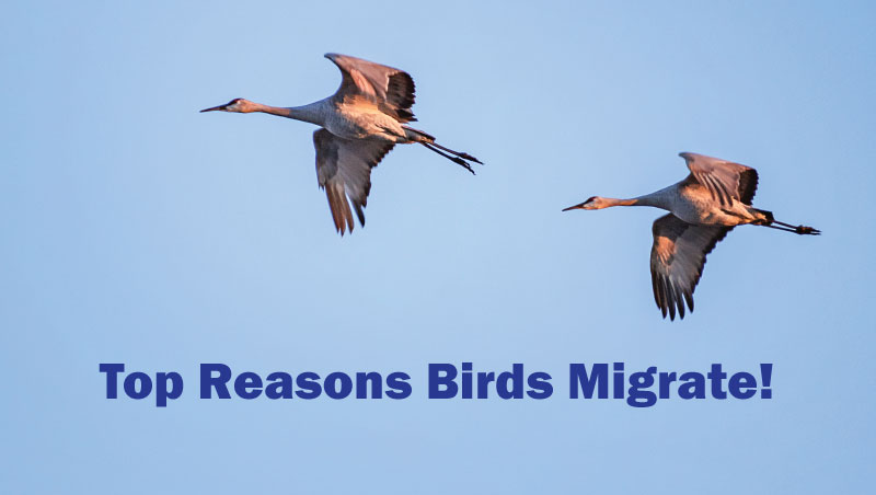 Migratory Bird Day