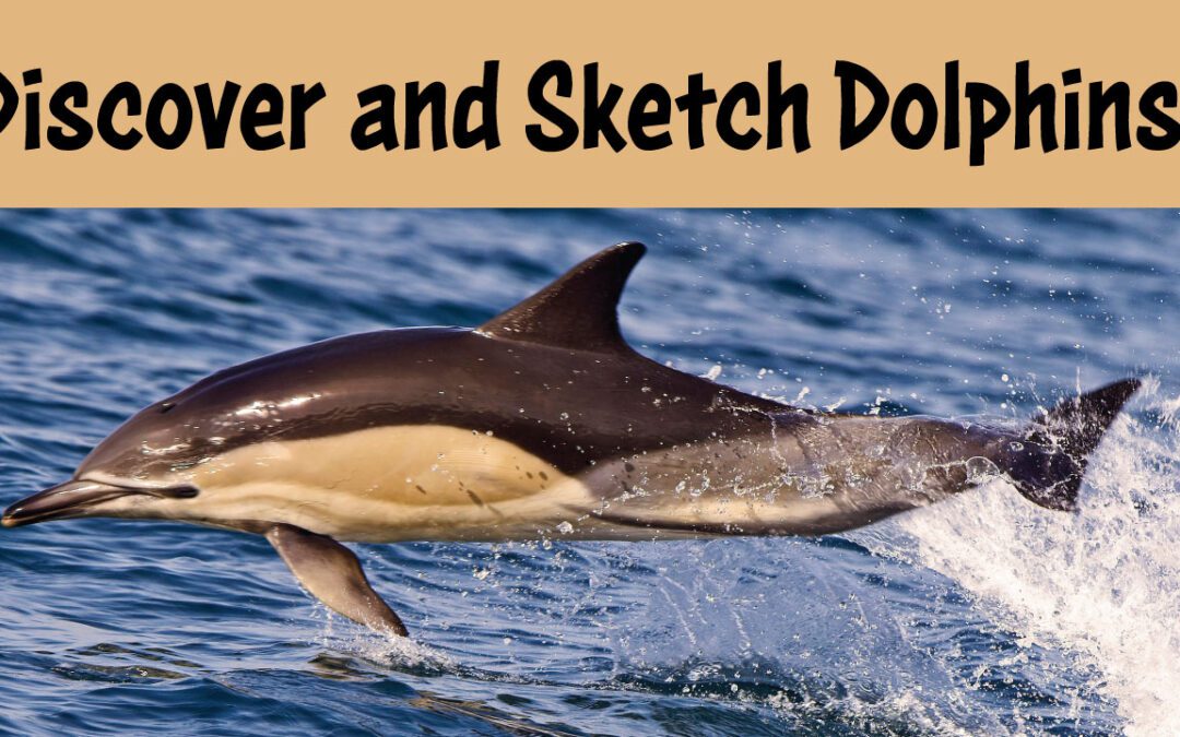 How to Draw a Dolphin