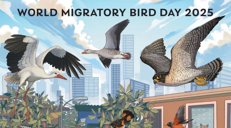 Migratory Bird Day