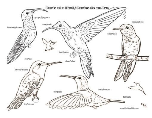 Parts of a Hummingbird (bilingual Spanish/English)