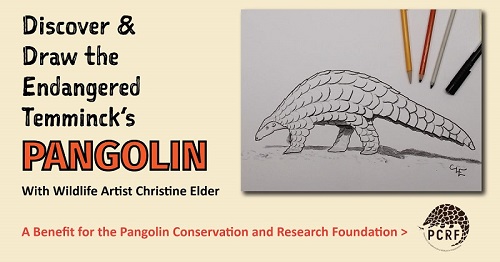 Drawing the Temminck’s Pangolin!