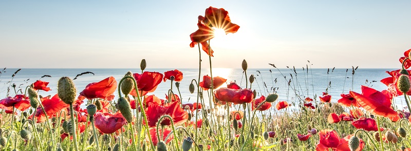 How to Draw a Flanders Poppy