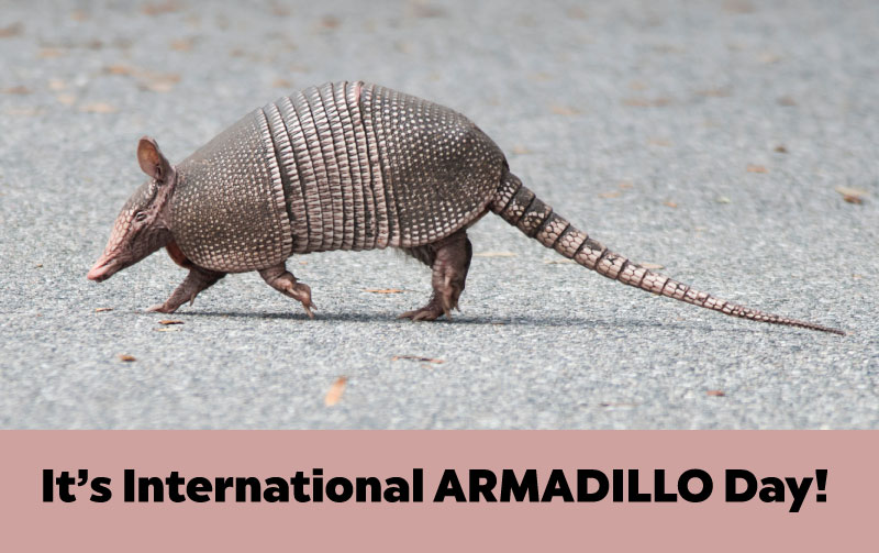 Armadillo Day