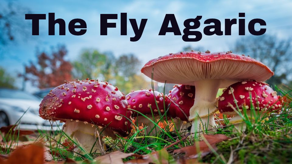 Fly Agaric Mushroom