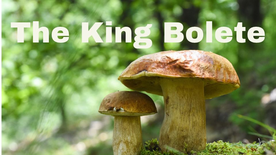 King Bolete