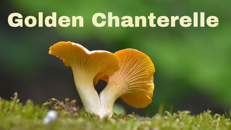 Pacific Golden Chanterelle